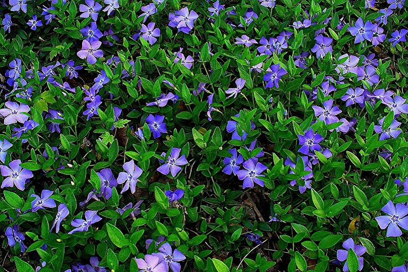 Mehrjährige Blumen für eine Sommerresidenz und einen Garten - Immergrün