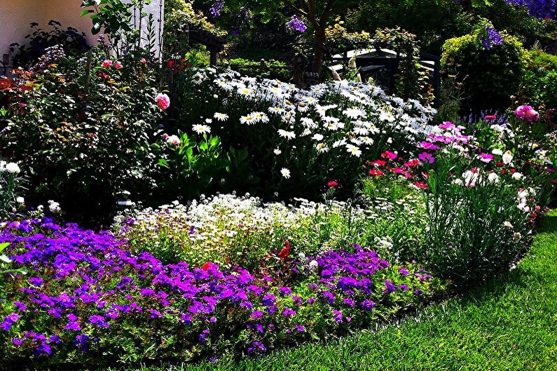 Mehrjährige Blumen für eine Sommerresidenz und einen Garten - Foto
