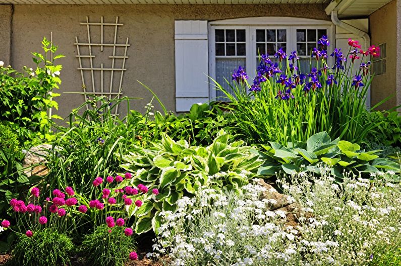 Mehrjährige Blumen für eine Sommerresidenz und einen Garten - Foto