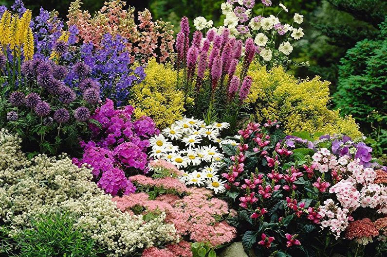 Mehrjährige Blumen für eine Sommerresidenz und einen Garten - Foto