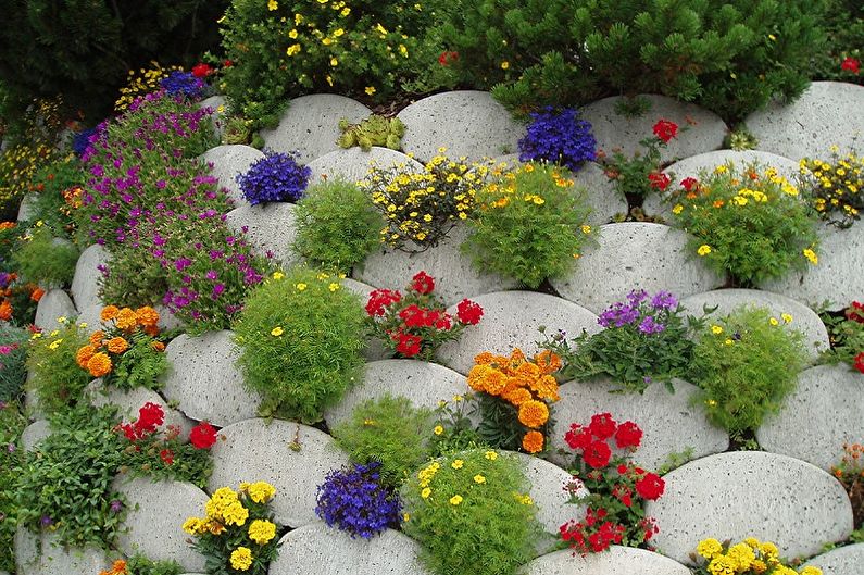 Mehrjährige Blumen für eine Sommerresidenz und einen Garten - Foto