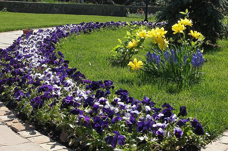 Mehrjährige Blumen für eine Sommerresidenz und einen Garten - Foto
