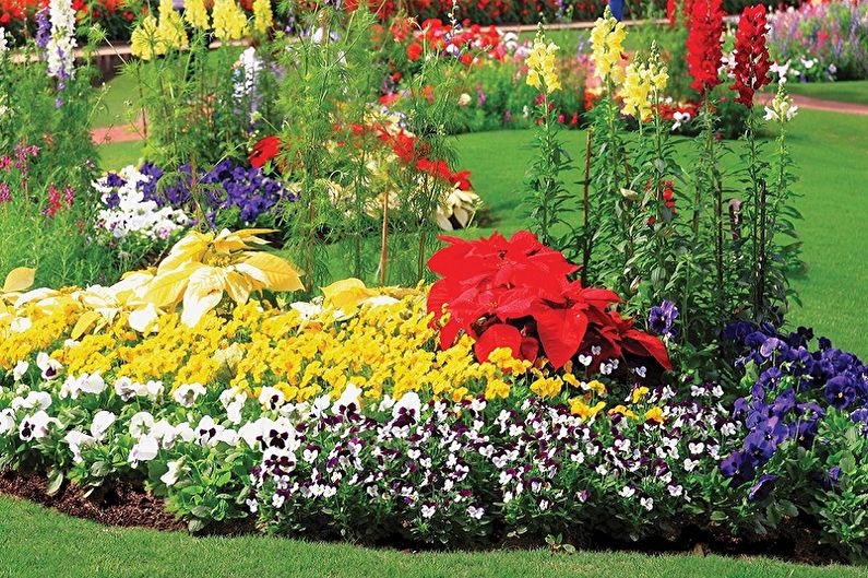 Mehrjährige Blumen für eine Sommerresidenz und einen Garten - Foto