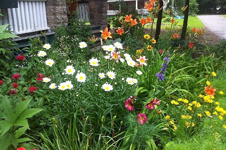 Mehrjährige Blumen für eine Sommerresidenz und einen Garten - Foto