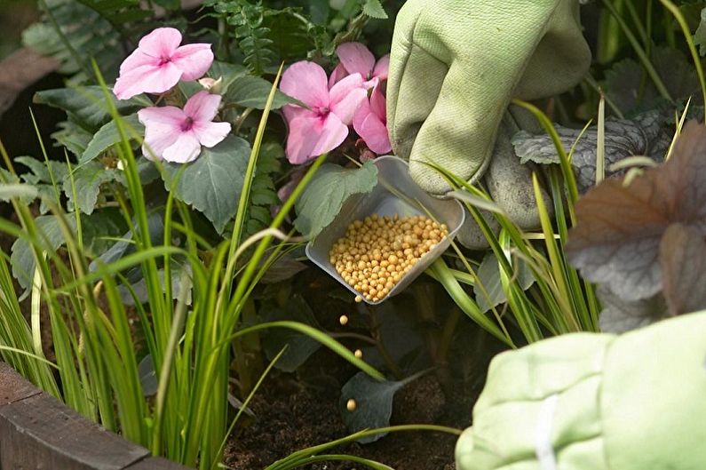 Mehrjährige Blumen für eine Sommerresidenz und einen Garten - Pflege