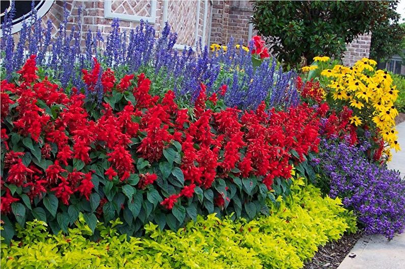 Mehrjährige Blumen für eine Sommerresidenz und einen Garten - Foto
