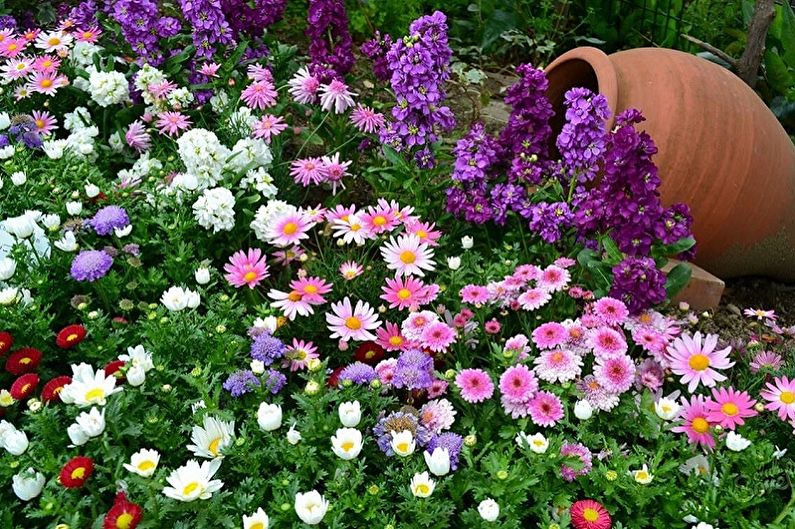 Mehrjährige Blumen für eine Sommerresidenz und einen Garten - Foto