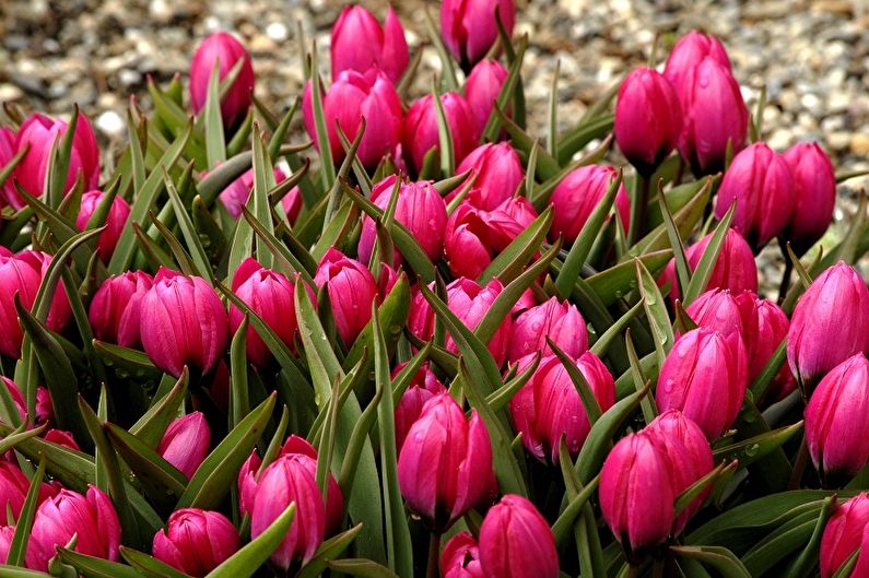 Mehrjährige Blumen für Cottages und Gärten - Tulpen