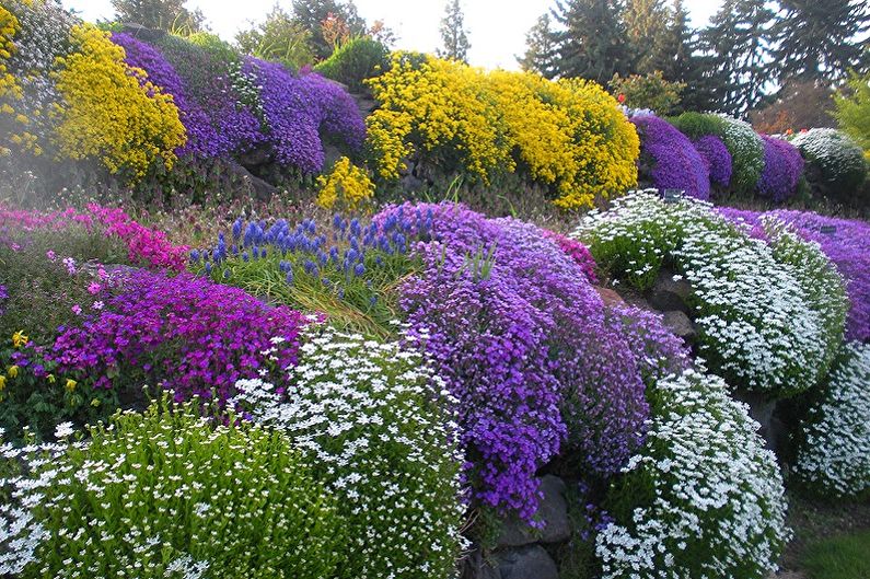 Mehrjährige Blumen für eine Sommerresidenz und einen Garten - Foto