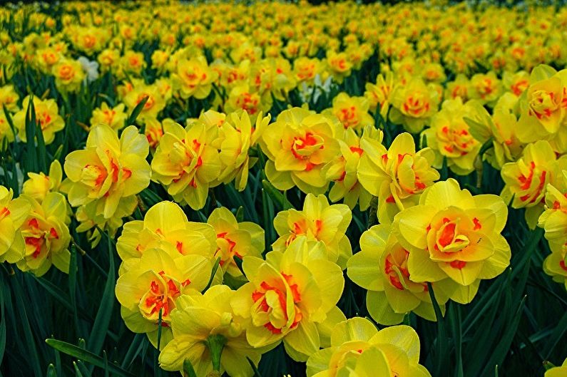 Mehrjährige Blumen für eine Sommerresidenz und einen Garten - Narzissen