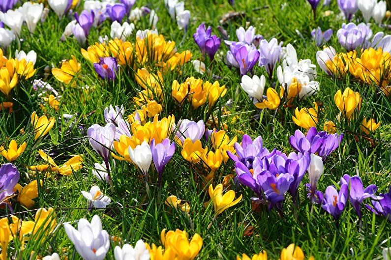 Mehrjährige Blumen für eine Sommerresidenz und einen Garten - Krokusse