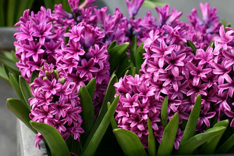 Mehrjährige Blumen für Cottages und Gärten - Hyazinthen