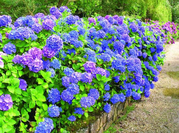 aménagement de jardin moderne - idées d'hortensias coupés