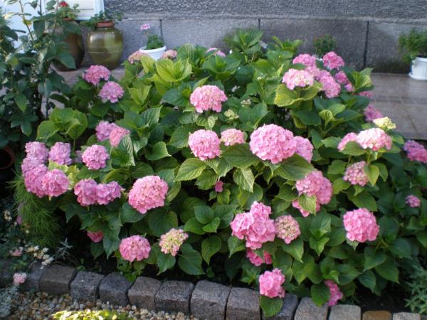 Conseils de jardinage modernes pour élaguer les hortensias