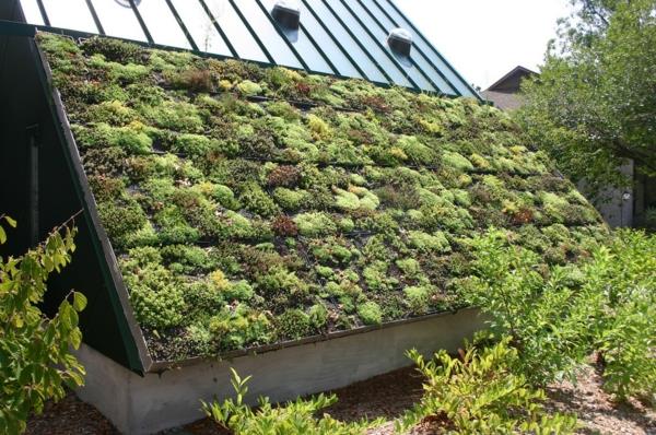construction et rénovation durables de toitures végétalisées