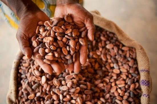 zrównoważone kakao sprawiedliwego handlu wielkanocnego