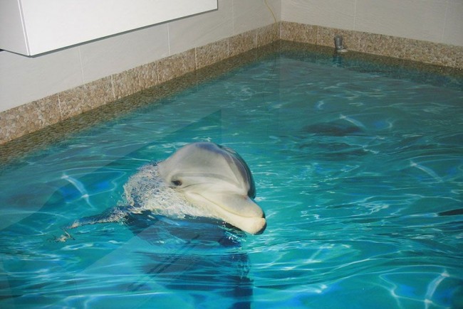 3D под с имитация на басейн с делфин