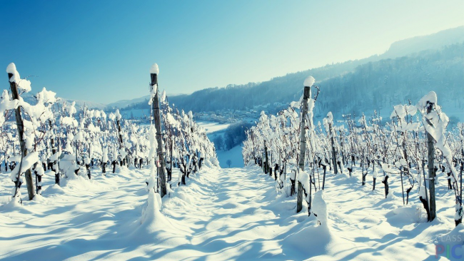 Es gibt eine Vielzahl technischer Rebsorten mit hoher Frostbeständigkeit.