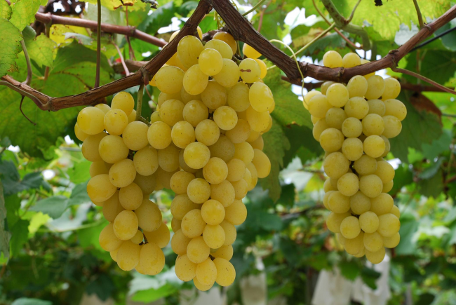 Der daraus resultierende Saft aus Traubenbeeren frostbeständiger Sorten ist doppelt so hoch wie aus gewöhnlichen Tafelsorten