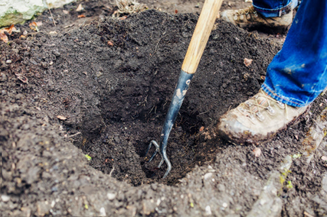 Graben einer Grube zum Anpflanzen von Trauben