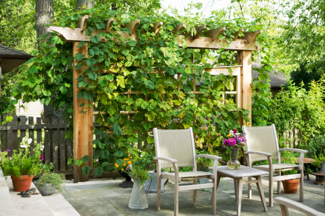 Holzpergola umrankt von Weinreben