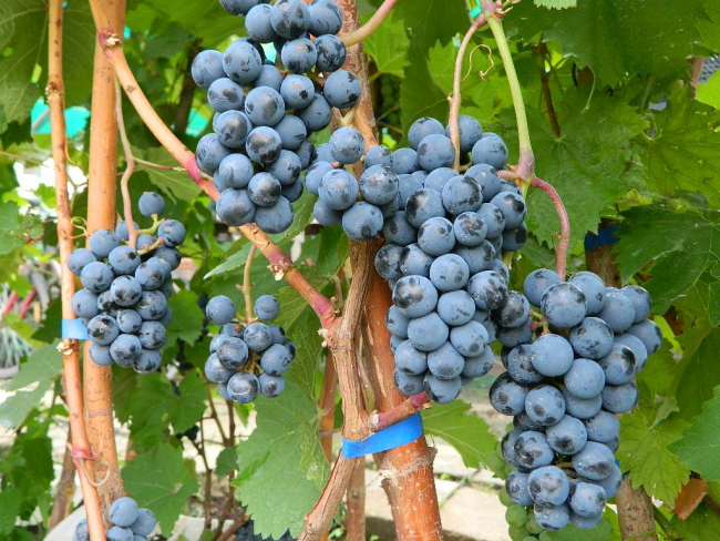 Unbedeckte Trauben werden erfolgreich zur Herstellung von hausgemachten Weinen, Säften und Kompotten verwendet.