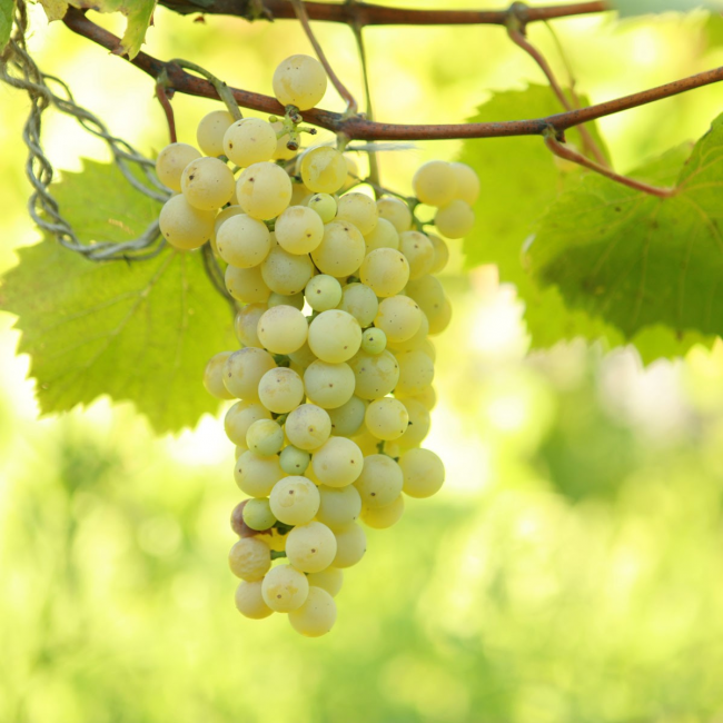 Nicht bedeckende Trauben für die Region Moskau: Beeren der Trauben 