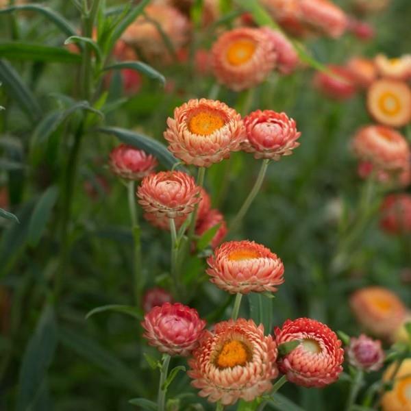 fleurs d'oranger fleur de paille