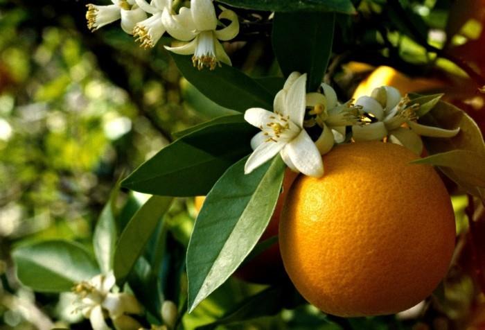 l'eau de fleur d'oranger