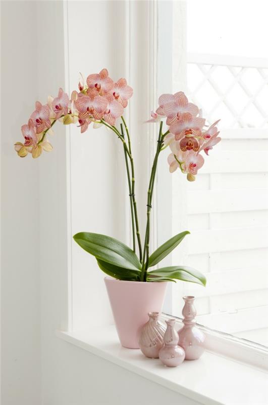 orchidée comme décoration pour le rebord de la fenêtre