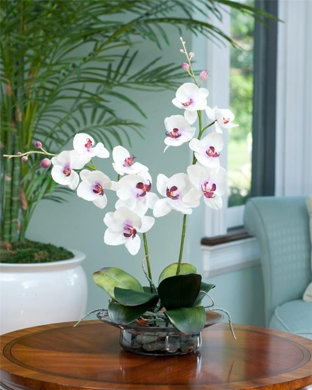 orchidée comme décoration dans le salon et au bureau