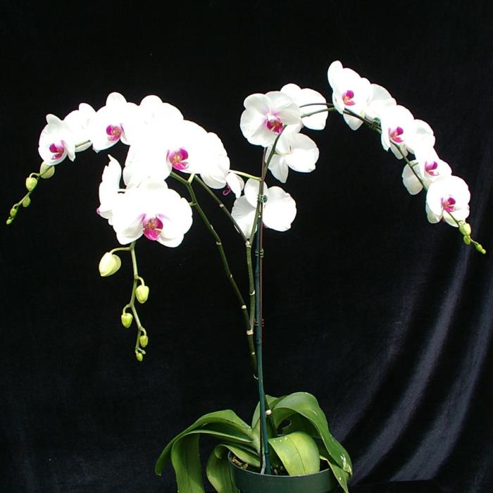 Espèce d'orchidée Phalaenopsis comme plante d'intérieur