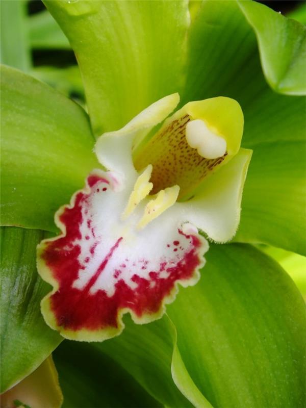 espèces d'orchidées fleurs fantaisistes
