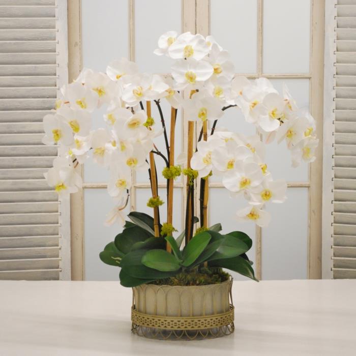 l'orchidée dans un pot de fleur est une excellente décoration pour le salon