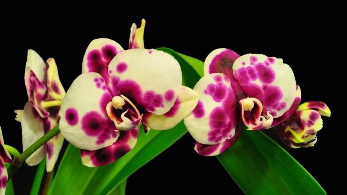 orchidée aux couleurs inhabituelles