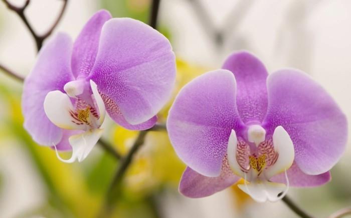 orchidée dans une belle nuance de lilas