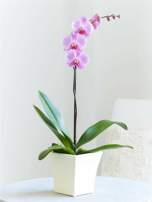 orchidée aux fleurs violettes belles plantes d'intérieur