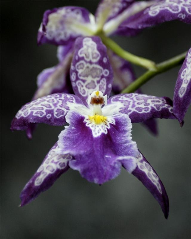 orchidée avec de belles fleurs violettes et blanches