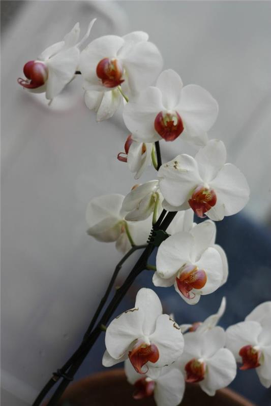 orchidée phalaenopsis orchidée à fleurs blanches