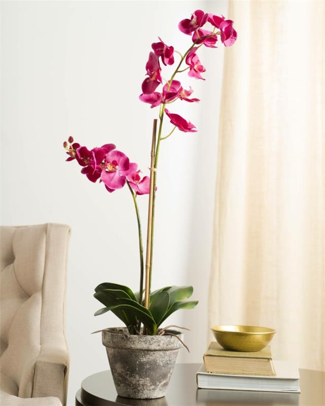 Cultiver une orchidée à la maison Phalaenopsis