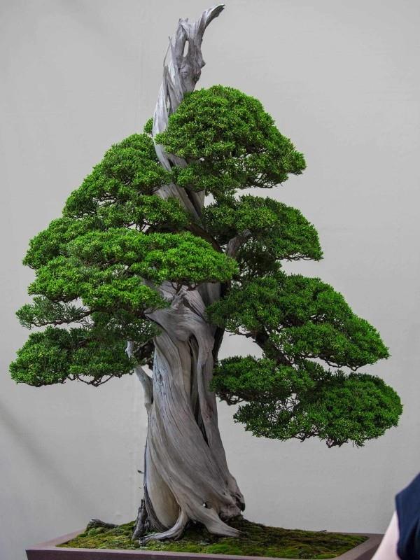 Drzewo bonsai Ost design