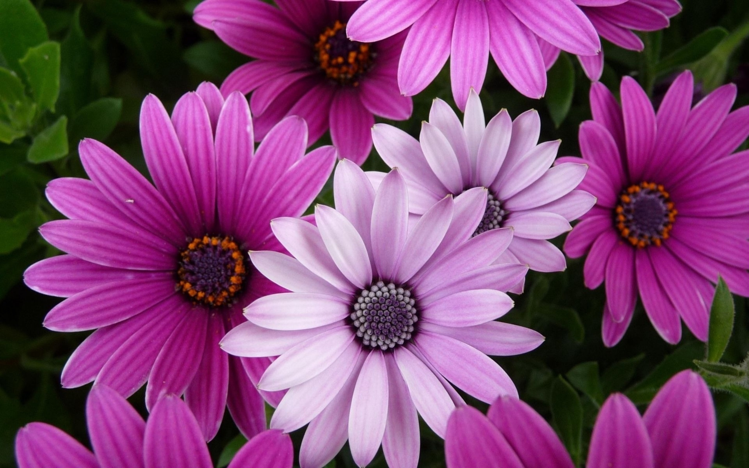 Osteospermum navenek připomíná větší heřmánek
