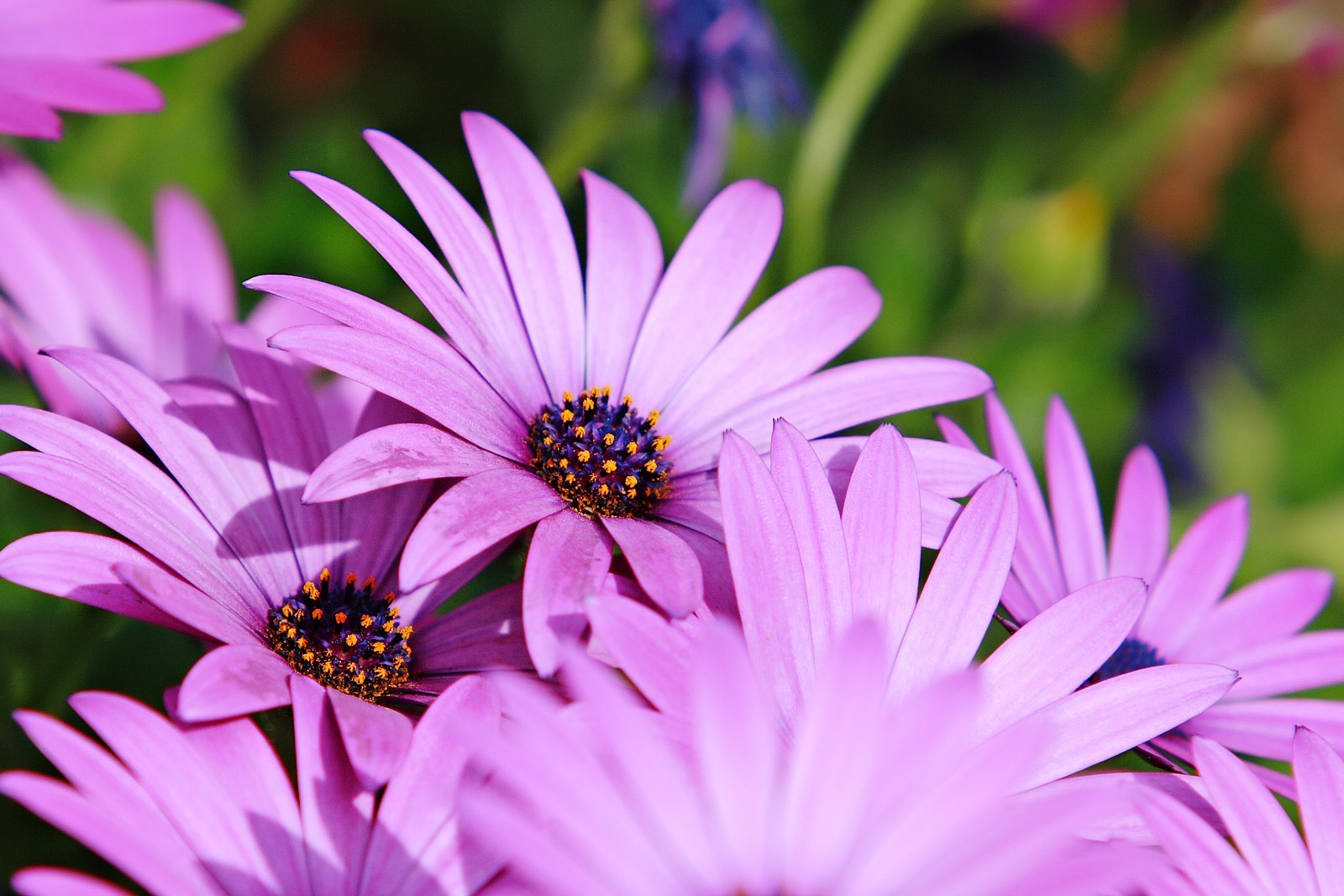 Osteospermum je nenáročné na údržbu a často se používá k ozdobení hranic