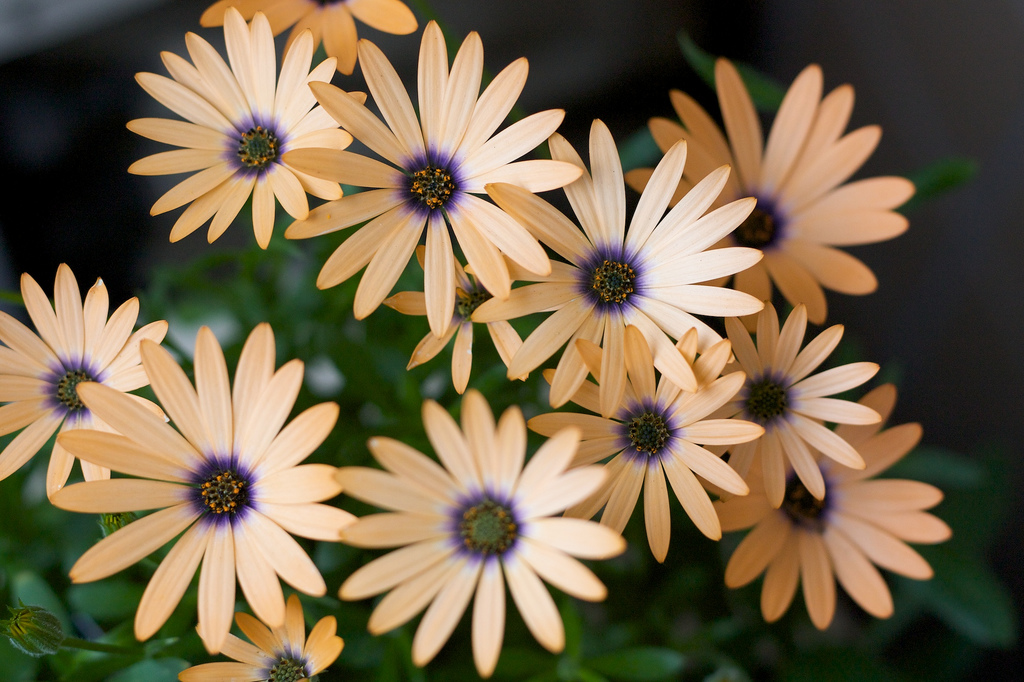 Osteospermum se snadno množí semeny. Záhon si můžete vysadit sami