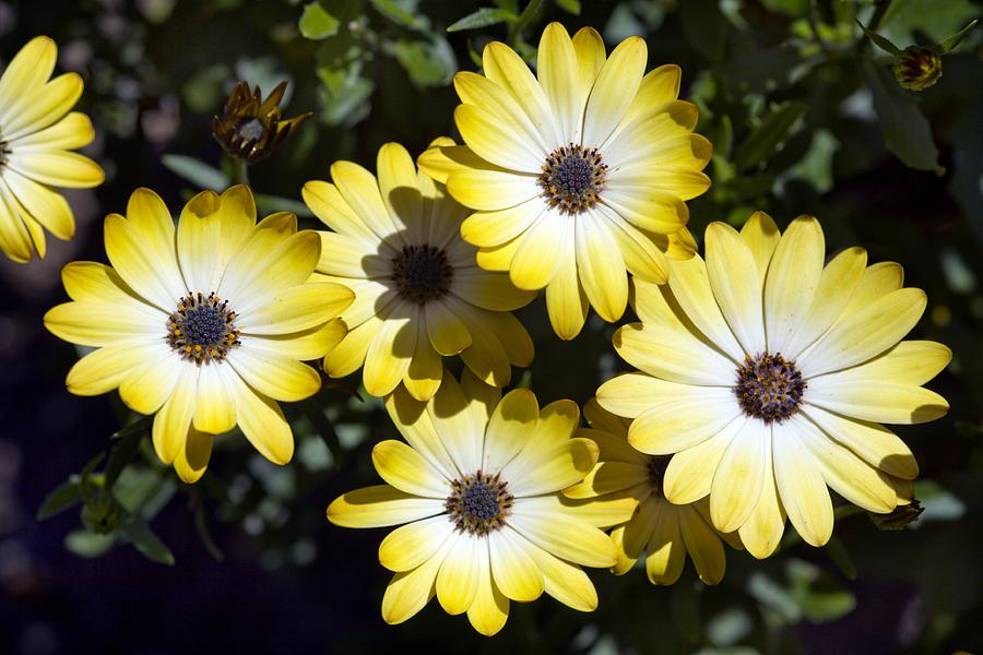 Podmáslí má žlutobílé květy s přechodovým přechodem