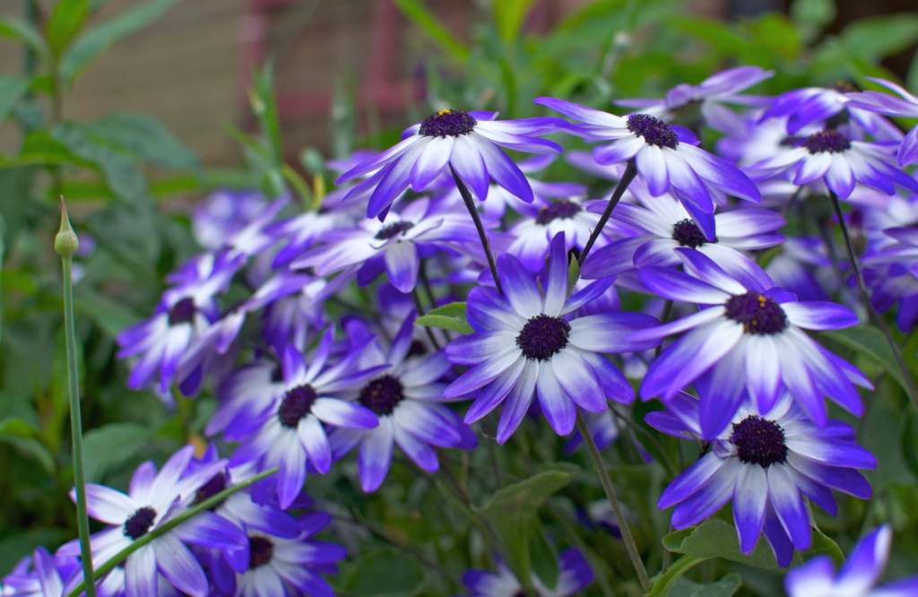 Obloha a led mají bílo-modré okvětní lístky a purpurovou barvu jádra květu.