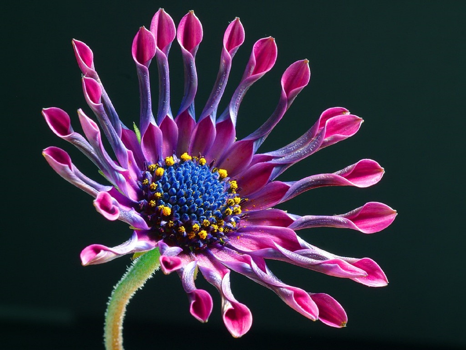 Odrůdu Osteospermum s okvětními lístky ve tvaru lžíce lze pěstovat na každé zahradě
