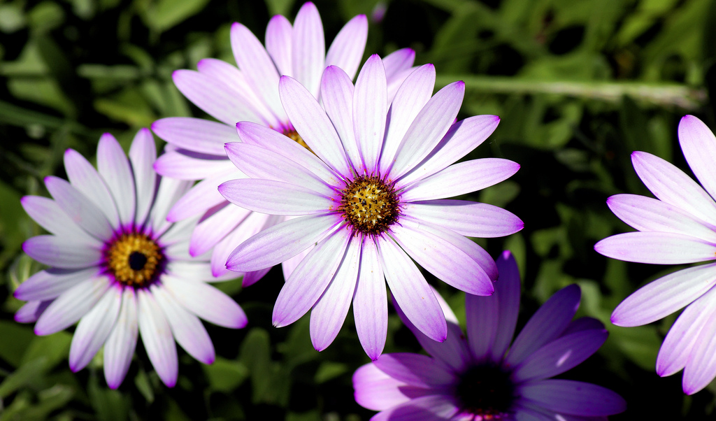 Pro výsadbu osteospermum vyberte nestíněné zahradní stanoviště
