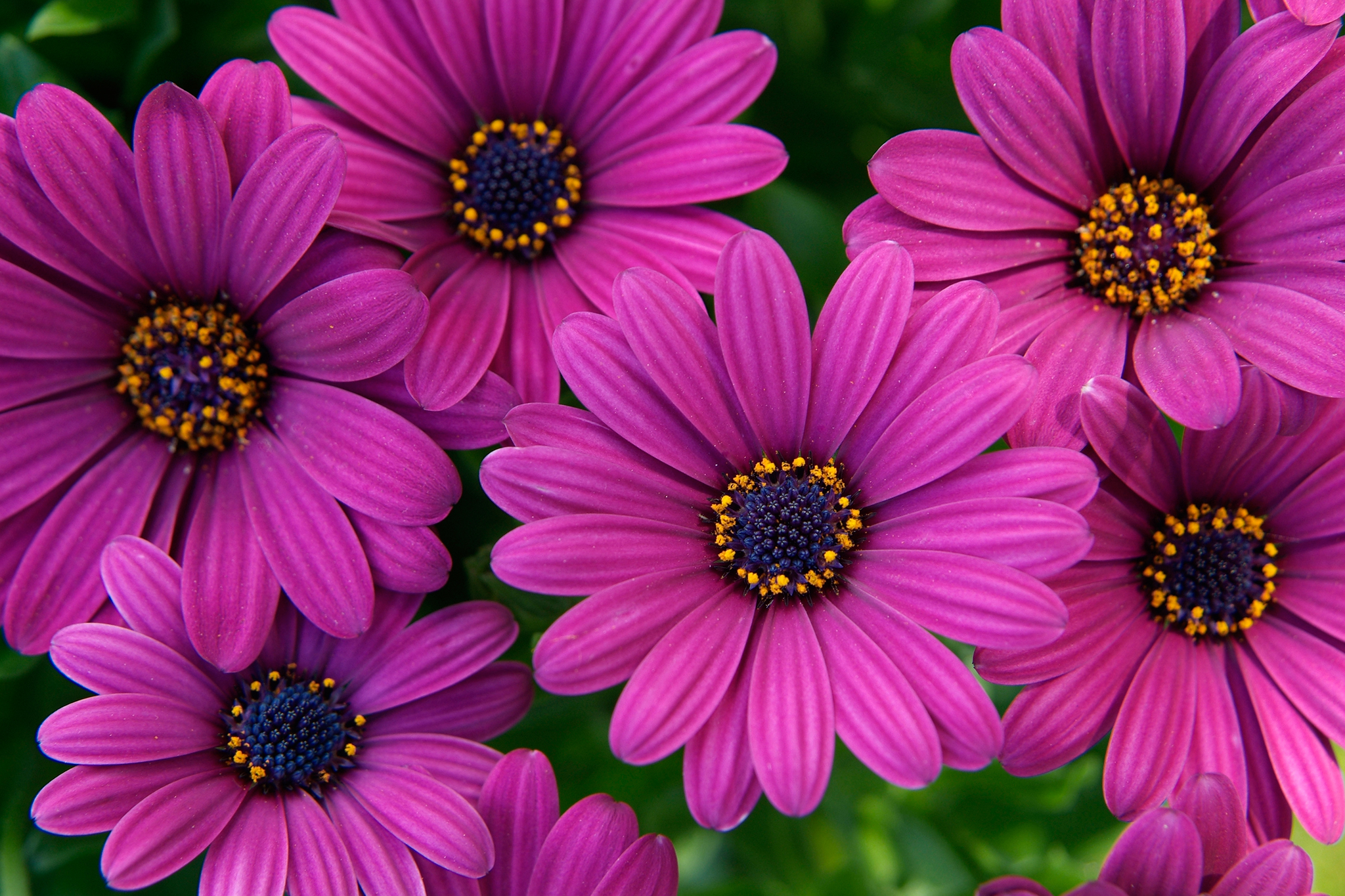Týdenní hnojení je tajemstvím péče o osteospermum