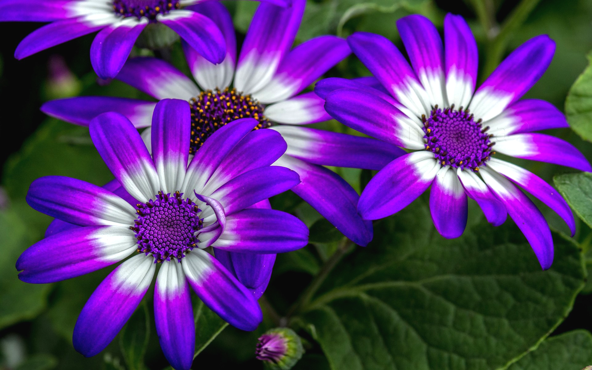 Osteospermum miluje sluneční světlo. Bohaté kvetení závisí zcela na klimatických podmínkách pěstování